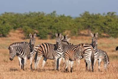 Kruger National Park zebra AFRICA TURISMO.jpg